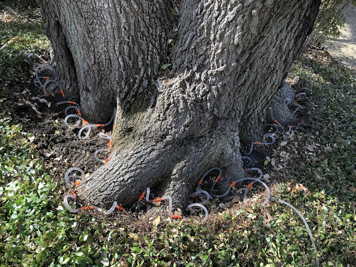 Detailed Tree Cabling and Bracing job site in Crockett Mills