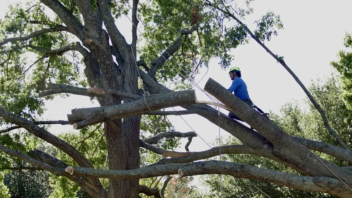 Professional Hazardous Tree Removal performed by certified arborists in Crockett Mills