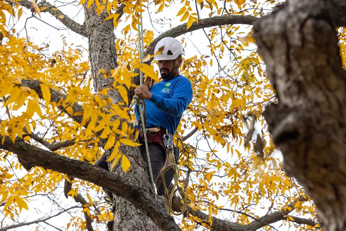 Skilled Tree Pruning crew working in Crockett Mills