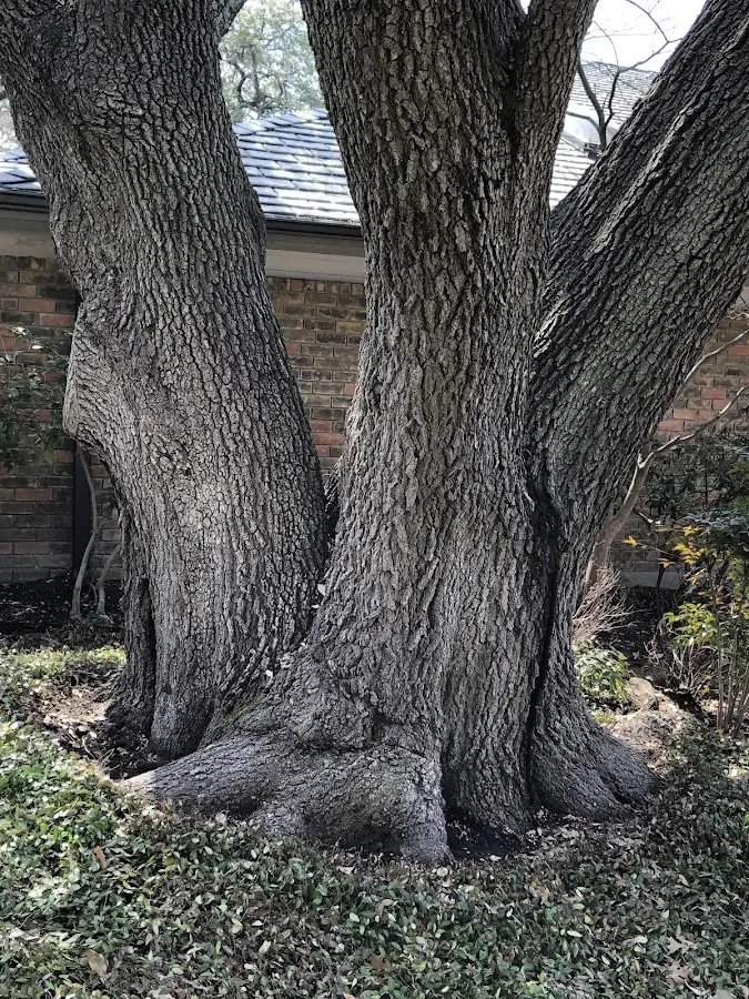 Mature heritage tree close to a Crockett Mills property cared for by certified arborists